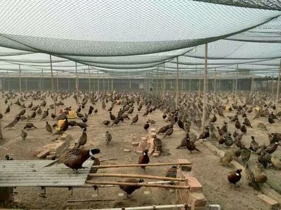 江苏百正孵化场 专业供应优质鹅苗鸭苗，助力家禽养殖产业发展