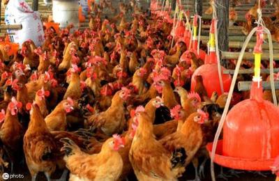 禽肉崛起 健康消费趋势下的产业新机遇