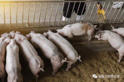 我国8月大豆进口量微降，年压榨量预计突破9300万吨，家禽销售技术服务迎来新机遇