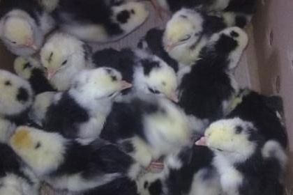 昌吉白鹅苗火热销售中，诚邀莅临实地考察与订购