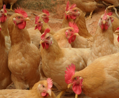 三黄鸡产业链深度解析 从散养到熟食，冰鲜家禽销售技术服务新趋势