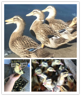 重庆麻鸭苗批发出壳鸭苗 提供养殖技术与脱温服务，开启家禽致富之旅