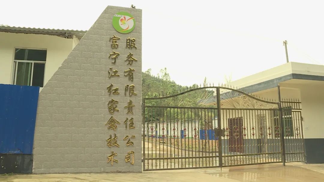 富宁 100余户贫困户喜领“致富鸡”，家门口增收有了新盼头