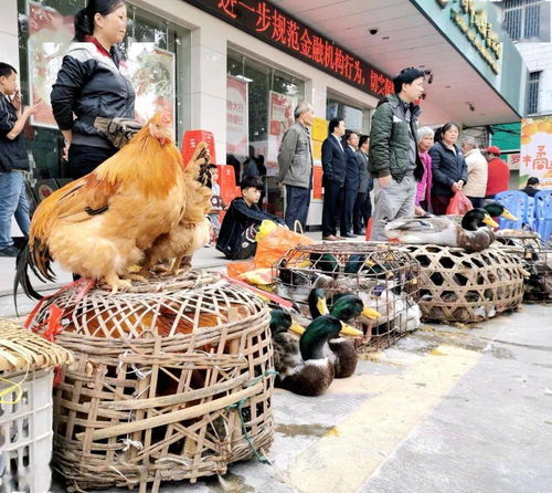 池洞邮政局门前货物抢购盛况与家禽销售技术服务新篇章