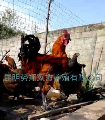 昆明势翔家禽养殖 专业家禽销售与技术服务