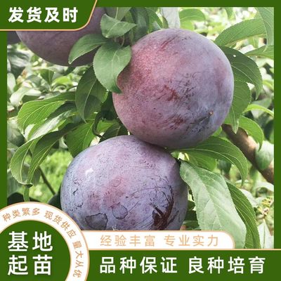 家禽销售技术服务 现代农业产业链中的关键环节