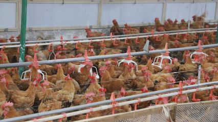 肉鸡养殖生金蛋，安顺紫云致富路